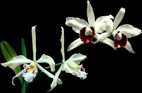 Laelia purpurata semialba
